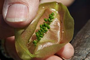 Astragalus nuttallii