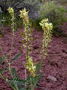 Astragalus ampullarioides