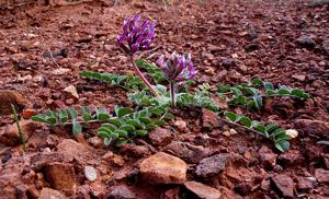 Astragalus holmgreniorum