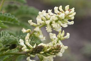 Astragalus nuttallii var. virgatus