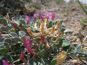 Astragalus chamaeleuce