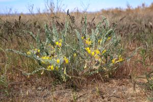Astragalus lanuginosus
