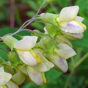 utils/thumbs/Fabaceae/Baptisia_cPqc3eumpjJHmqz38TyCjA.jpg