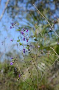 Campylotropis decora