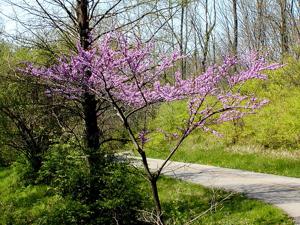 Cercis canadensis