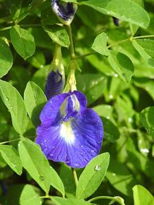 utils/thumbs/Fabaceae/Clitoria_Ndzna3etPG73Hwxmvhqi3M.jpg