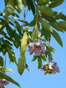 Clitoria fairchildiana