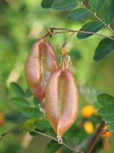 utils/thumbs/Fabaceae/Colutea_RE9vWJMN9n8FqGipXo76yN.jpg