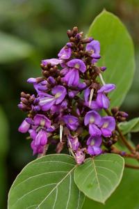 Craspedolobium unijugum