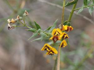 Daviesia umbellulata