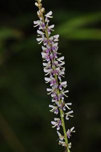 utils/thumbs/Fabaceae/Desmodium_jjRdPBE93ktLPBdzrNWpBR.jpg