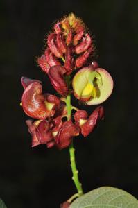 Dunbaria fusca