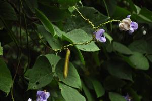 Dysolobium grande