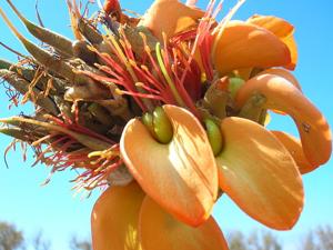 Erythrina sandwicensis