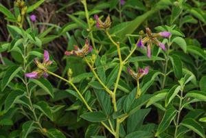 Flemingia sirindhorniae