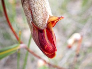 Gastrolobium bracteolosum