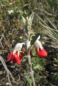 Gastrolobium celsianum