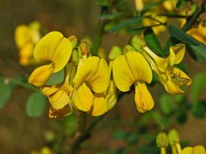 utils/thumbs/Fabaceae/Hippocrepis_aVCf4uD7qsHpUSPsoen9Fr.jpg