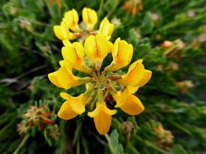 utils/thumbs/Fabaceae/Hippocrepis_jiZQnibH5vKkcpUm7TMYuE.jpg