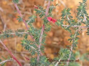 utils/thumbs/Fabaceae/Indigofera_5QVJJmXynqp3TpTPS4rv9E.jpg