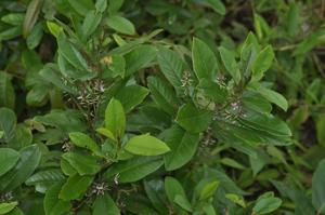 Indigofera smitinandii