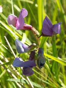 utils/thumbs/Fabaceae/Lathyrus_nBJNSGY9CMb6VZ4HQyGHbB.jpg