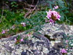 utils/thumbs/Fabaceae/Lespedeza_MmrrQGszMmnC2BpfsHr3oo.jpg