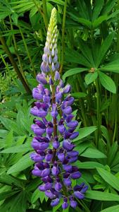 Lupinus polyphyllus