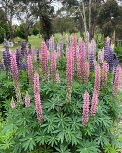 Lupinus polyphyllus