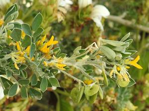 Medicago arborea