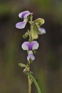 utils/thumbs/Fabaceae/Neustanthus_FTpidgsJzaUzLoPQwrMgc9.jpg