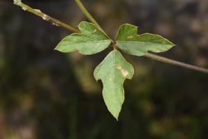 Neustanthus phaseoloides