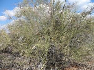 Parkinsonia microphylla