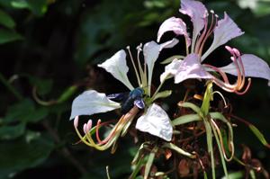 Phanera nakhonphanomensis