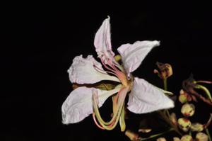 Phanera nakhonphanomensis