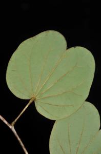 Piliostigma malabaricum