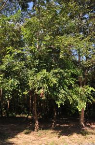 Piliostigma malabaricum