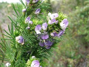 utils/thumbs/Fabaceae/Psoralea_TXrxX34hHCpkFc7Hdj6nLX.jpg