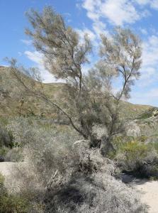 utils/thumbs/Fabaceae/Psorothamnus_EF2iic6RwtAJ2bYy6Q8Kks.jpg