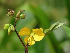 utils/thumbs/Fabaceae/Senna_7YyqVt5sjGz6oJEBkjt3Zv.jpg