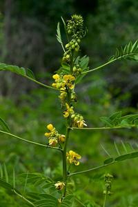 Senna marilandica