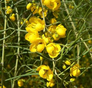 Senna artemisioides