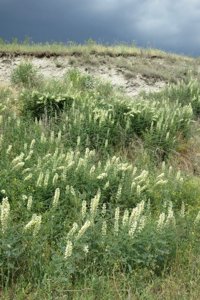 Sophora alopecuroides