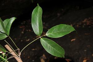 Spatholobus harmandii