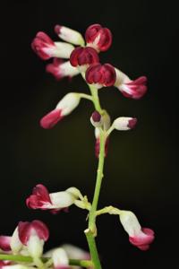 Spatholobus harmandii