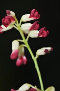 Spatholobus harmandii