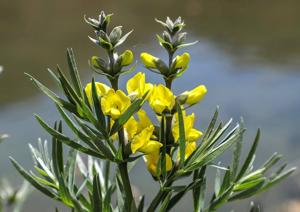 utils/thumbs/Fabaceae/Thermopsis_6jnJ6bjjLWwpnboZZP9G3g.jpg
