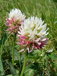 Trifolium ambiguum