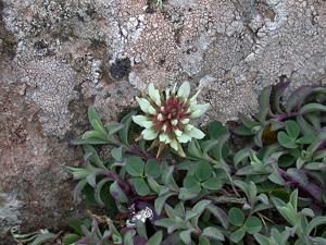 Trifolium occidentale