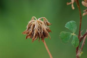 Trifolium nigrescens